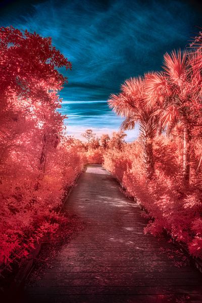 Infrared Stroll Through Tippiecanoes Pink Canopy Print