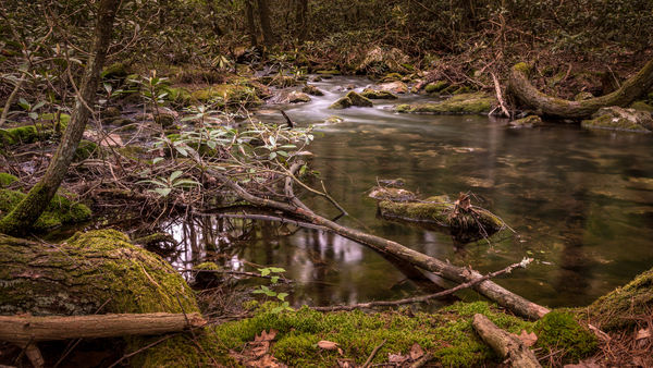 Natures Gentle Arc Print