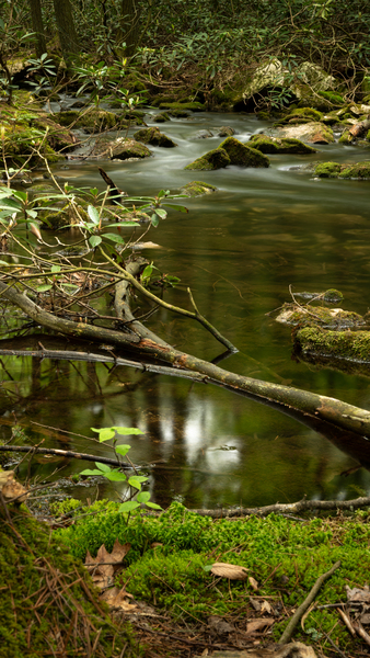 Woodlands Gentle Rapids Print