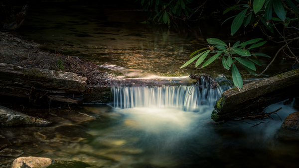Natures Golden Cascade Print