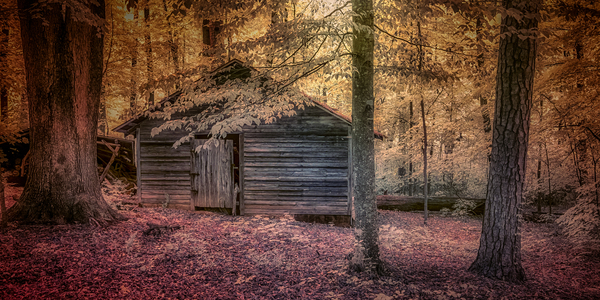 Abandoned Cabin Sanctuary Print