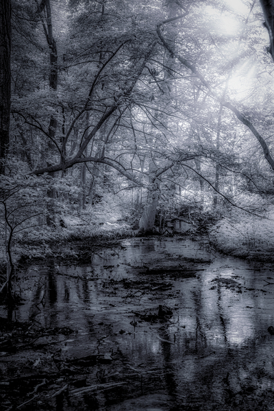 Mystical Reverie: Infrared Wonders of Abbotts Mills Swamp Vista Print