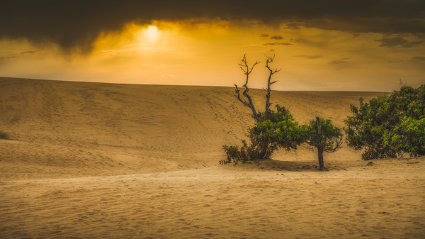 Dunes of Change: Jockey Ridge Sunset Print