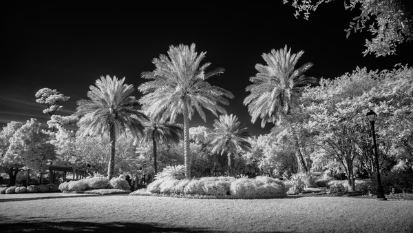 Saint Marys Park Print