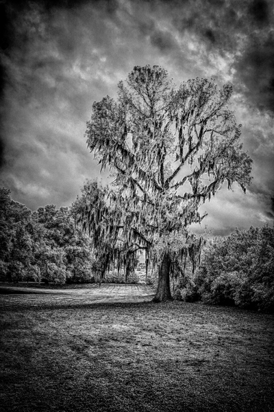 Spanish Moss Soliloquy Print