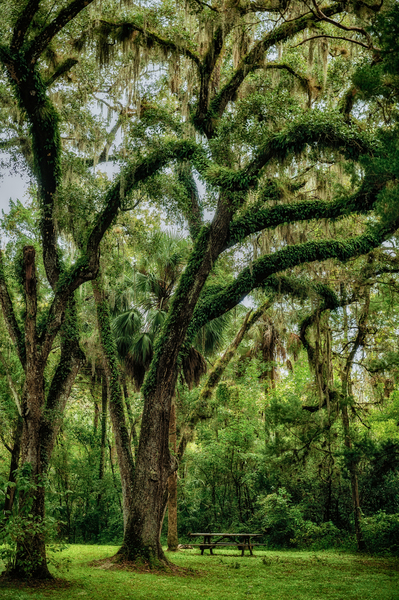 Unexpected Charms: Yuhlee Sugar Plantations Tranquil Oak Haven in Florida Print