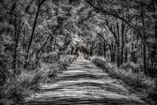 Florida Dirt Road Print