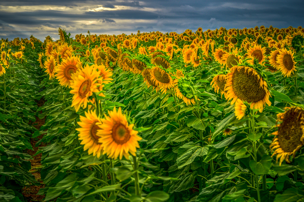 Sad Sunflower Row Print