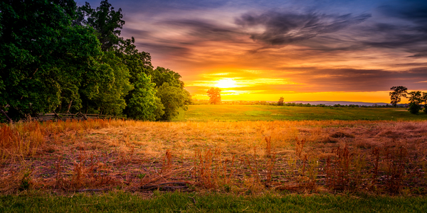 Herps woods Sunset Print