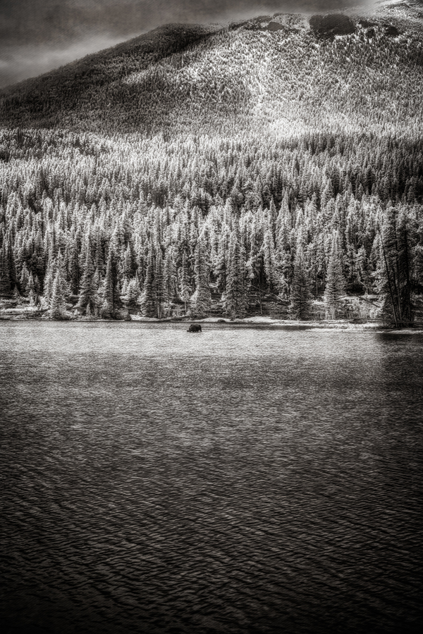 Enchanted Wilderness: Moose Haven in Rocky Mountain Park Print