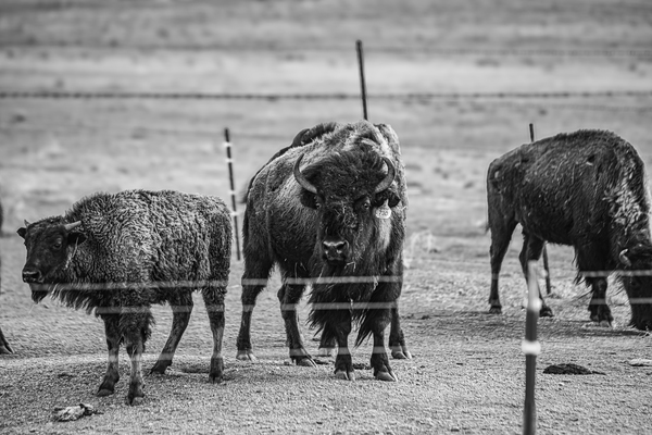 Wild Essence Captured Print