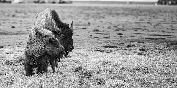 Shaggy Symmetry Print