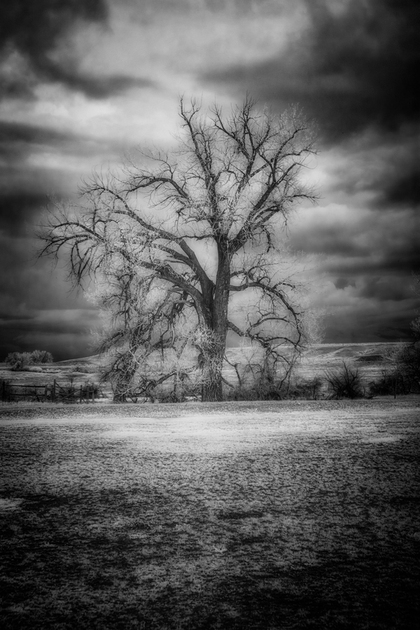 Sentinel of Solitude: Capturing Fort Laramies Majestic Lone Tree Print