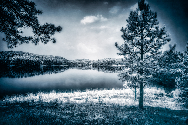 Whispers of Enchantment: The Pine Tree Guardian of the Lakes Edge Print
