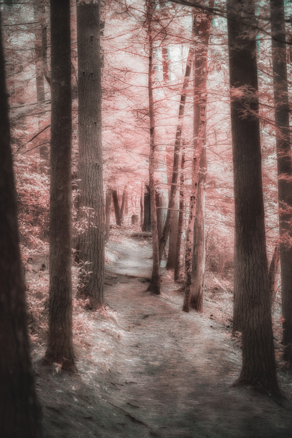 Mystical Forest Walk Print