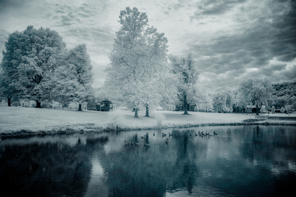 Silent Sentinels: Stonewalls Childhood Trees Print