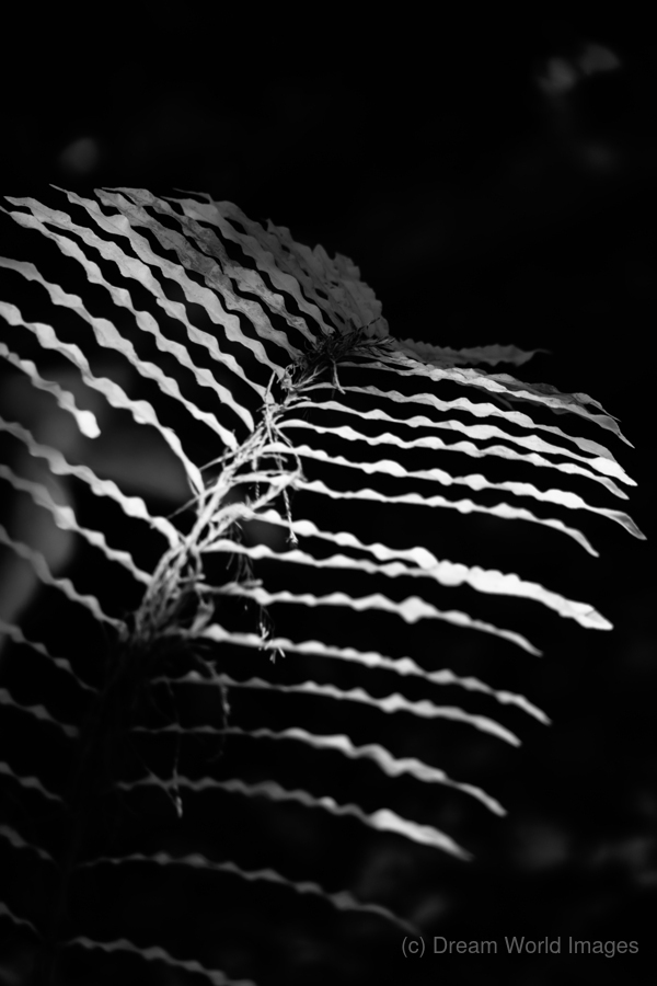 The Fern’s Quiet Frequency  Print