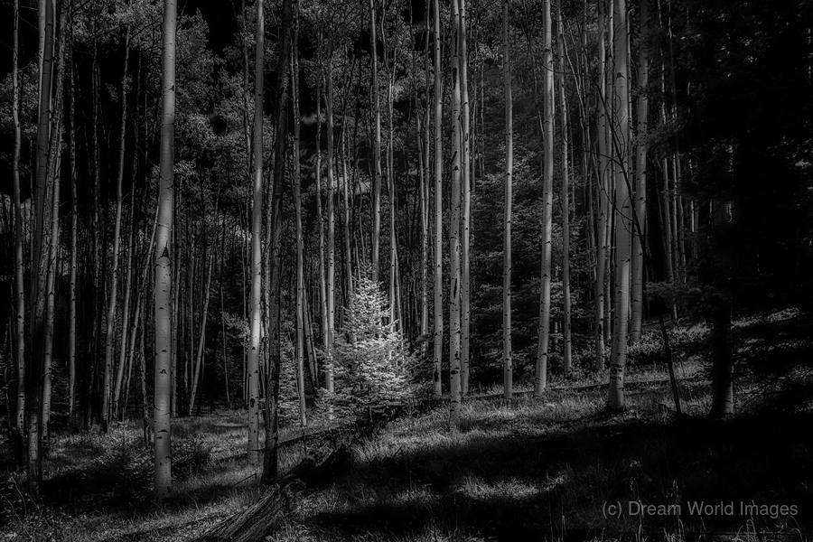 Infrared Luminescence on Artist Road  Print