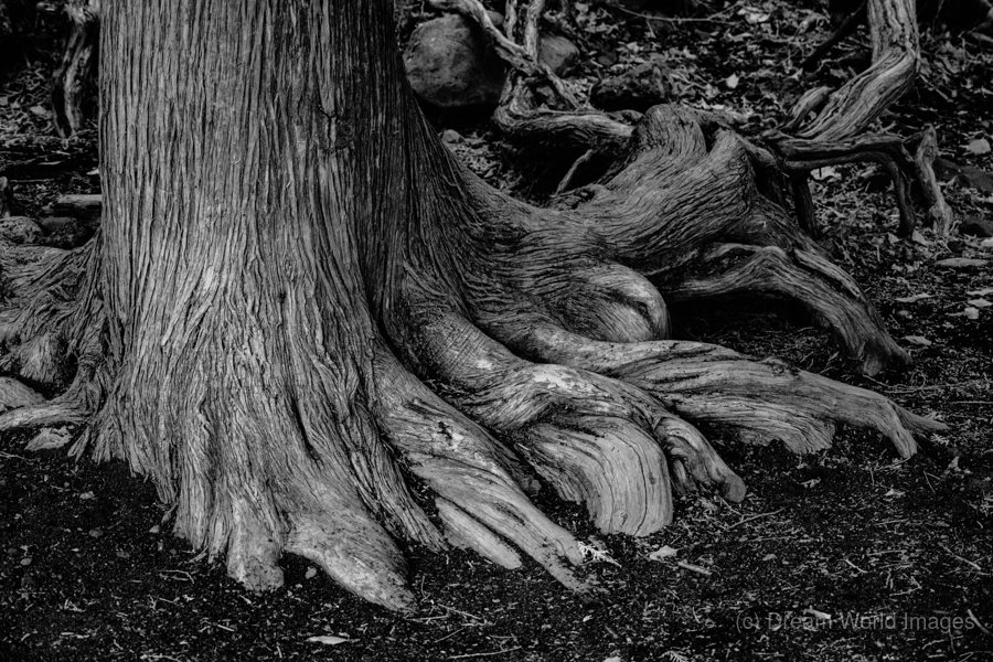 Roots of the Ancient Shore  Print