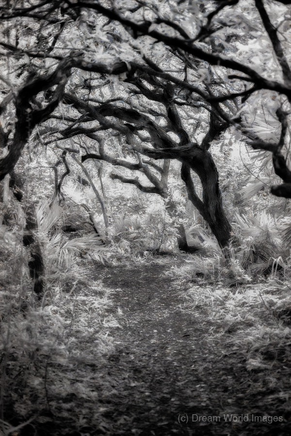 Twilight Reverie: Pathways in Shadow and Light  Print