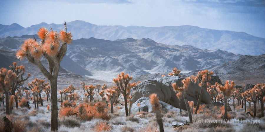 Deserts Spiky Palette  Print