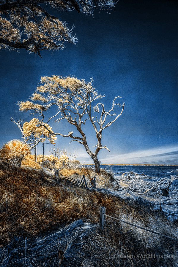 Blue Bonsai: A Botanical Marvel Unveiled on Driftwood Beach  Print
