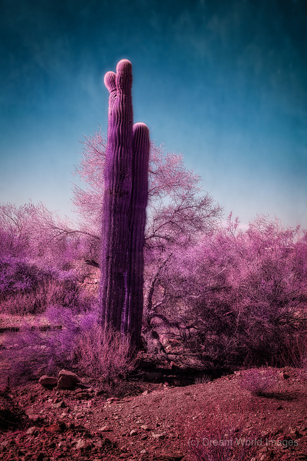 Deserts Purple Dream  Print