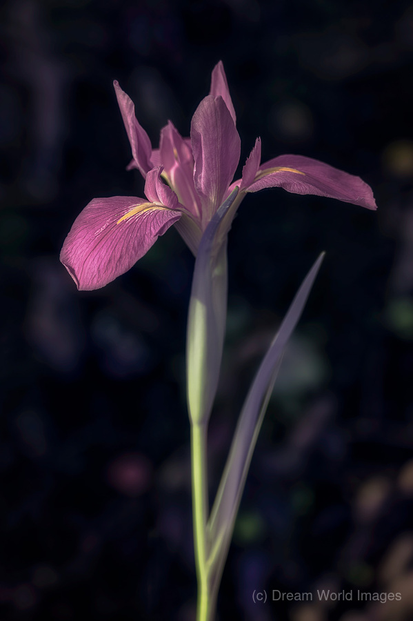 Pink Petals Eloquent Contrast  Print