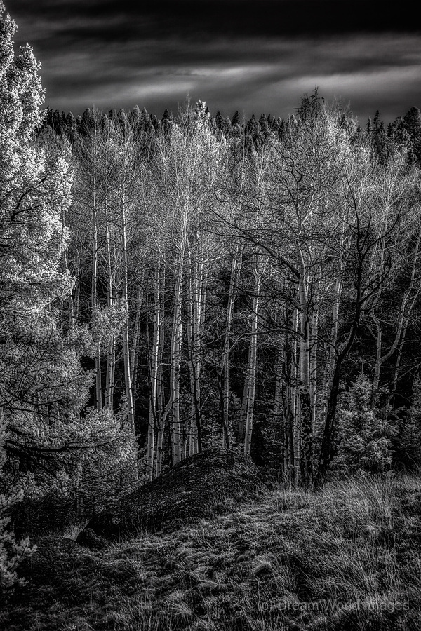 Mueller Aspen Series: Aspen Symphony  Print