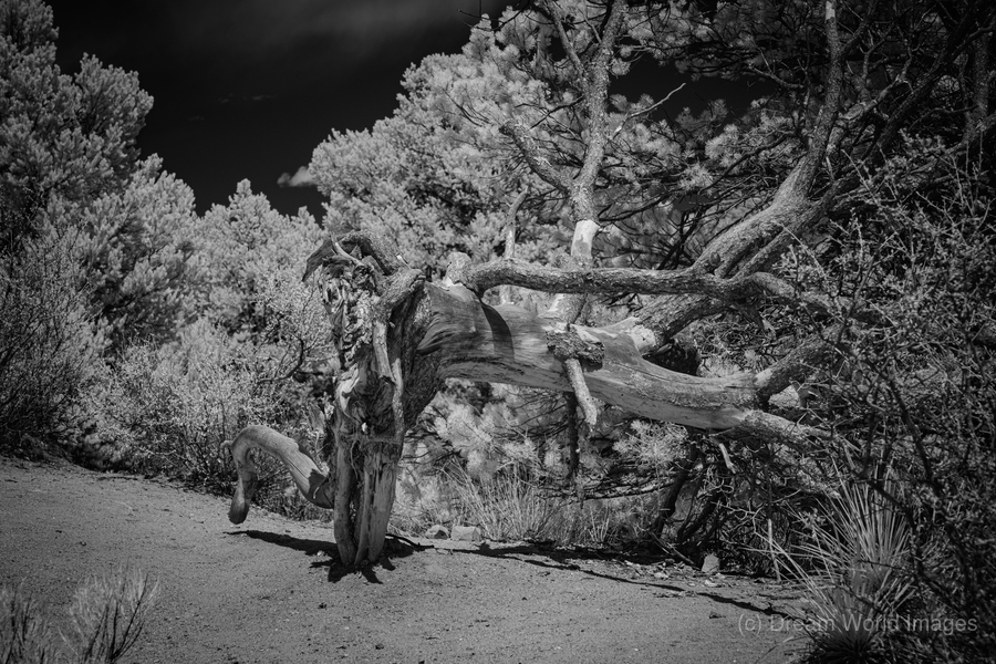 Mountain Guardians Rest  Print