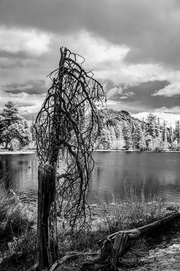 Mountain Lake Dead Tree  Print
