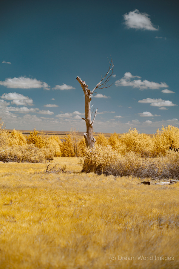 Nebraska Lone Tree - 1  Print