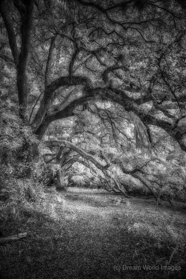 Whispers in the Grove  Print