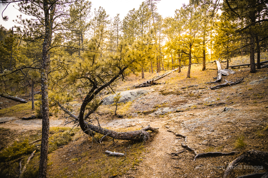 Natures Golden Arc  Print