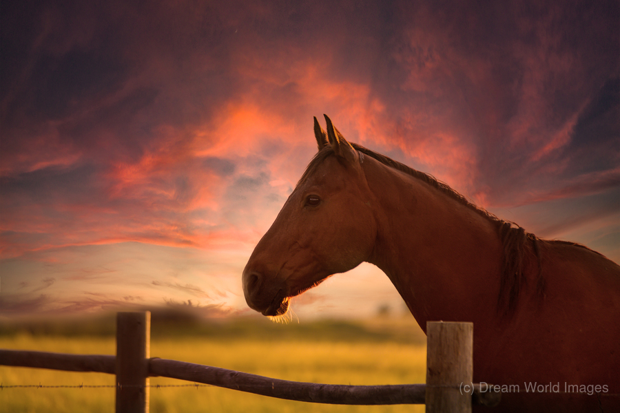 Dreams Beyond the Fence  Print