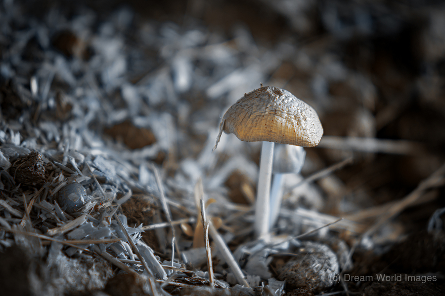Montana Ranch Shroom: Whispering Wind Toadstool  Print