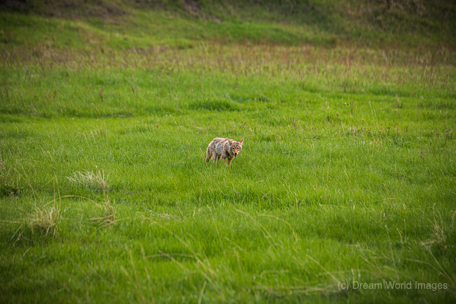 Wild Encounters: The Watchful Eye  Print