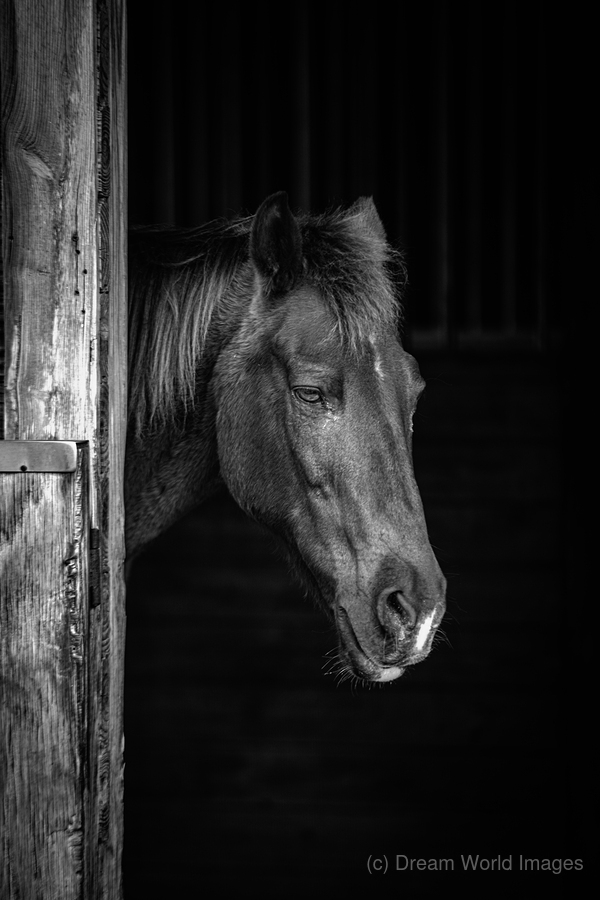  Whispers of Equine Solitude: A Sojourn into Floridas Horse Far  Print