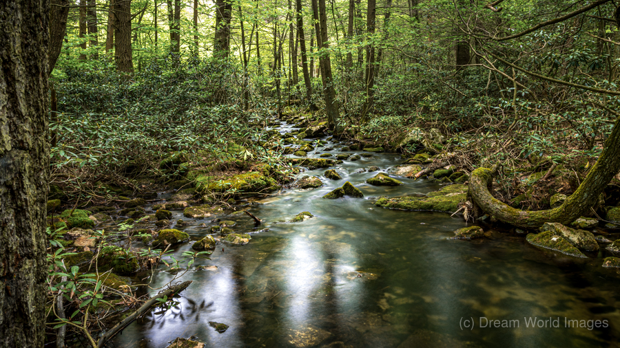Forest Streams Light Dance  Print