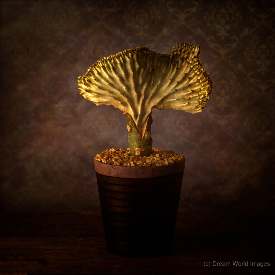 Cactus Elegance: Wavy Beauty in Artful PotteryDescription  Print