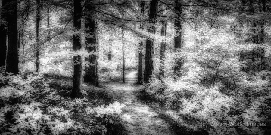 Killens Path: Serene Infrared Passage  Print
