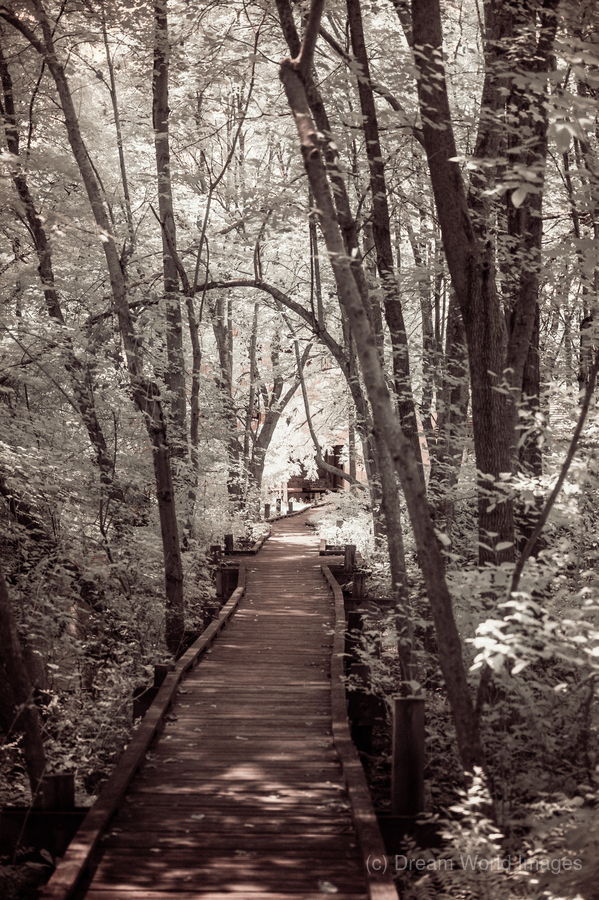 Abbotts Mill Trailblazing: A Swamp Journey in Delawares Natural Oasis  Print