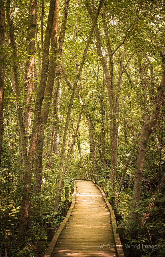 Pathway to Woodland Dreams  Print