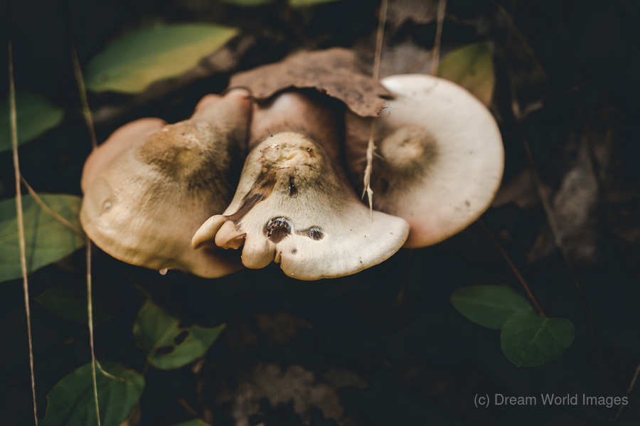 Mystical Fungi: Pound Puppy Shroom in the Magical Woods  Print