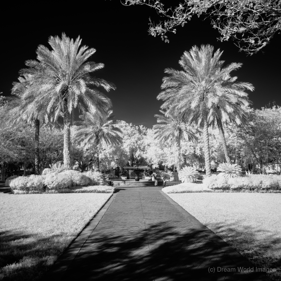 Monochrome Serenity: Palm Tree Harmony in Saint Marys Georgia Park  Print