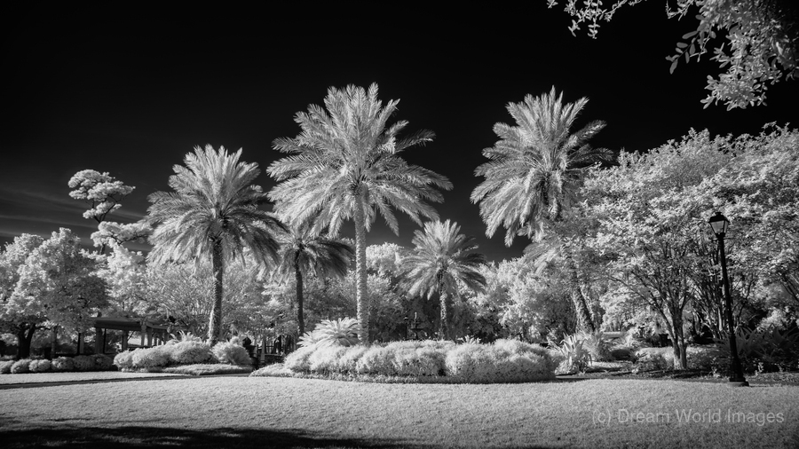 Saint Marys Park  Print