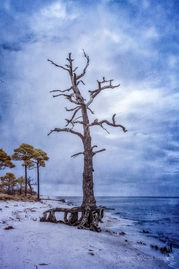 Coastal Sentinels Last Watch  Print