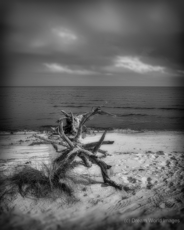Driftwood Dreams: Bald Point State Park  Print