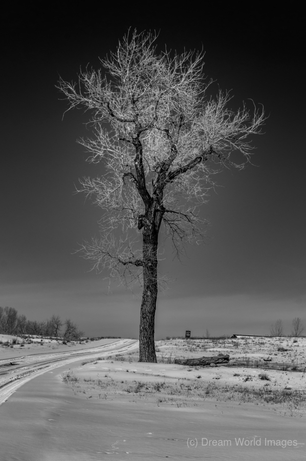 Winters Solitary Sentinel  Print