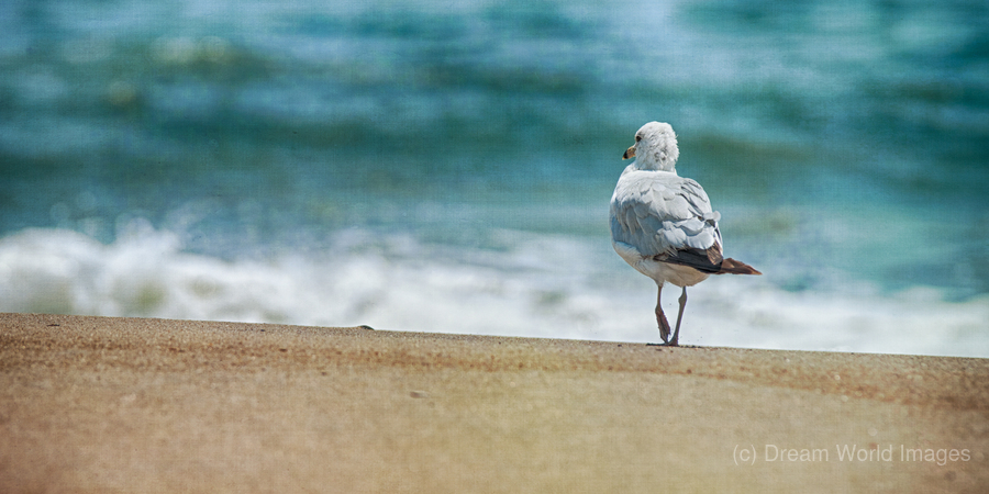 A Walk on the Beach: Capturing Serenity with a Seagull on Virginia Beach  Print